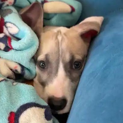 Enlarge Nickel (Nikki), a Adoptable Great Dane in Mesa, AZ image 4/5