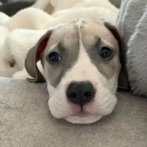 Nickel (Nikki), Adoptable, Puppy Female Great Dane.