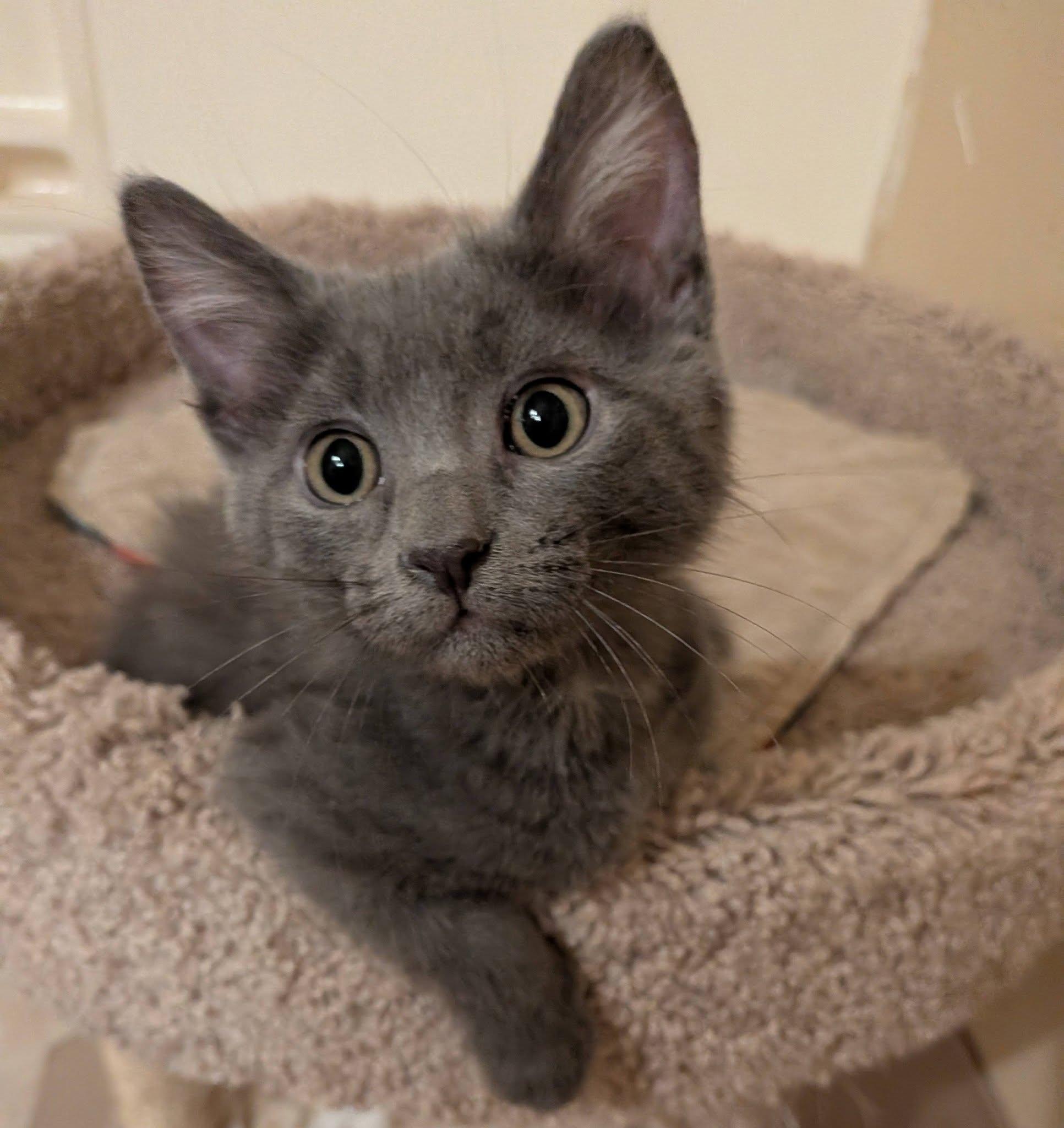 Filbert, an adopted Domestic Medium Hair in Queen Creek, AZ image 1/5