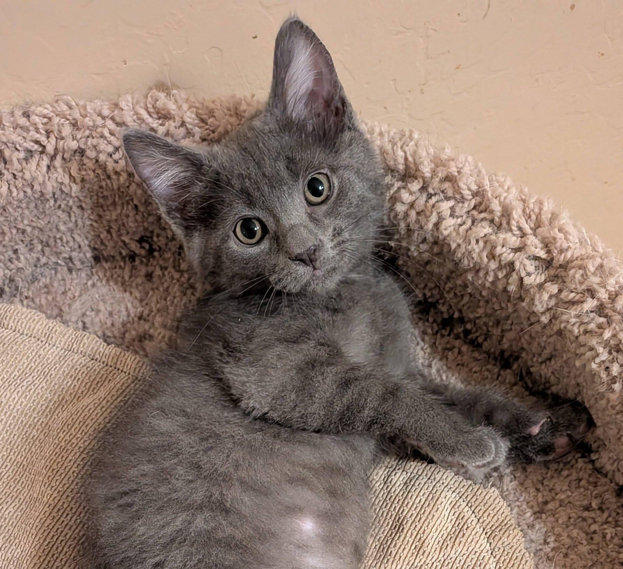 Filbert, an adopted Domestic Medium Hair in Queen Creek, AZ image 2/5