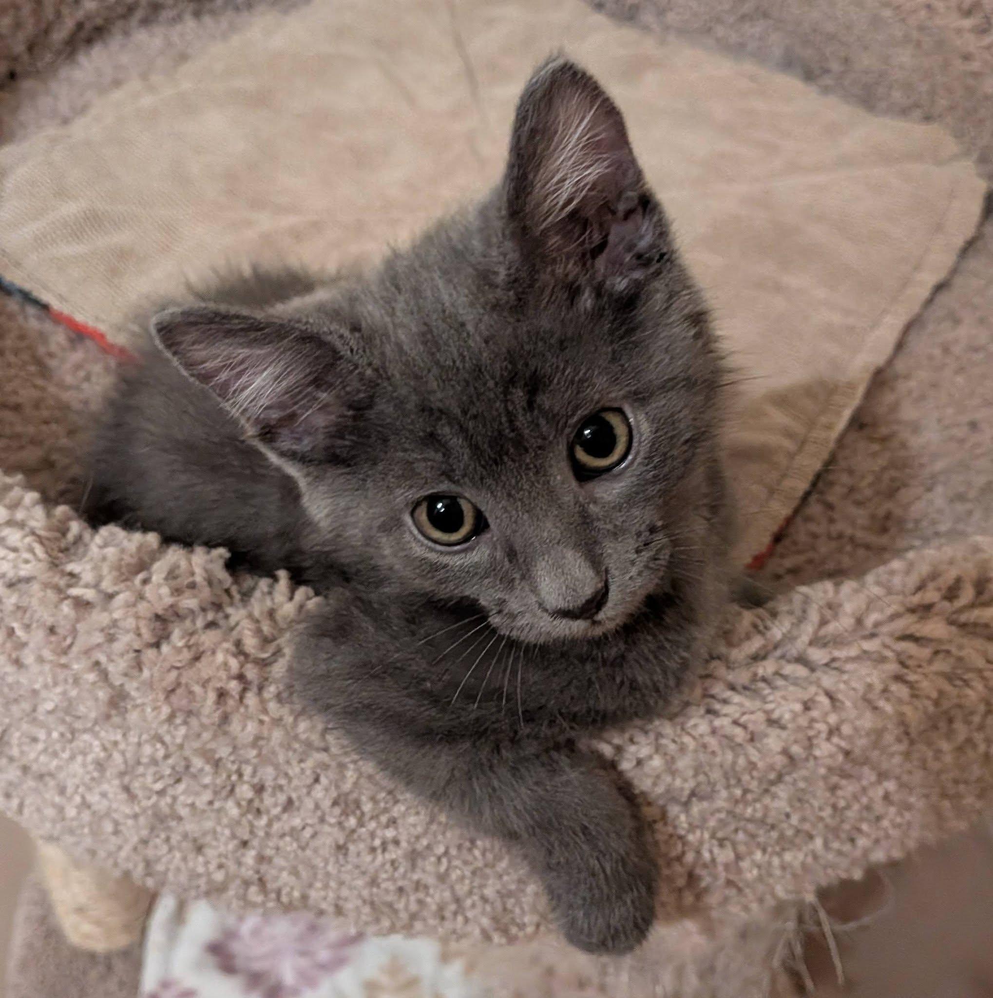 Filbert, an adopted Domestic Medium Hair in Queen Creek, AZ image 4/5