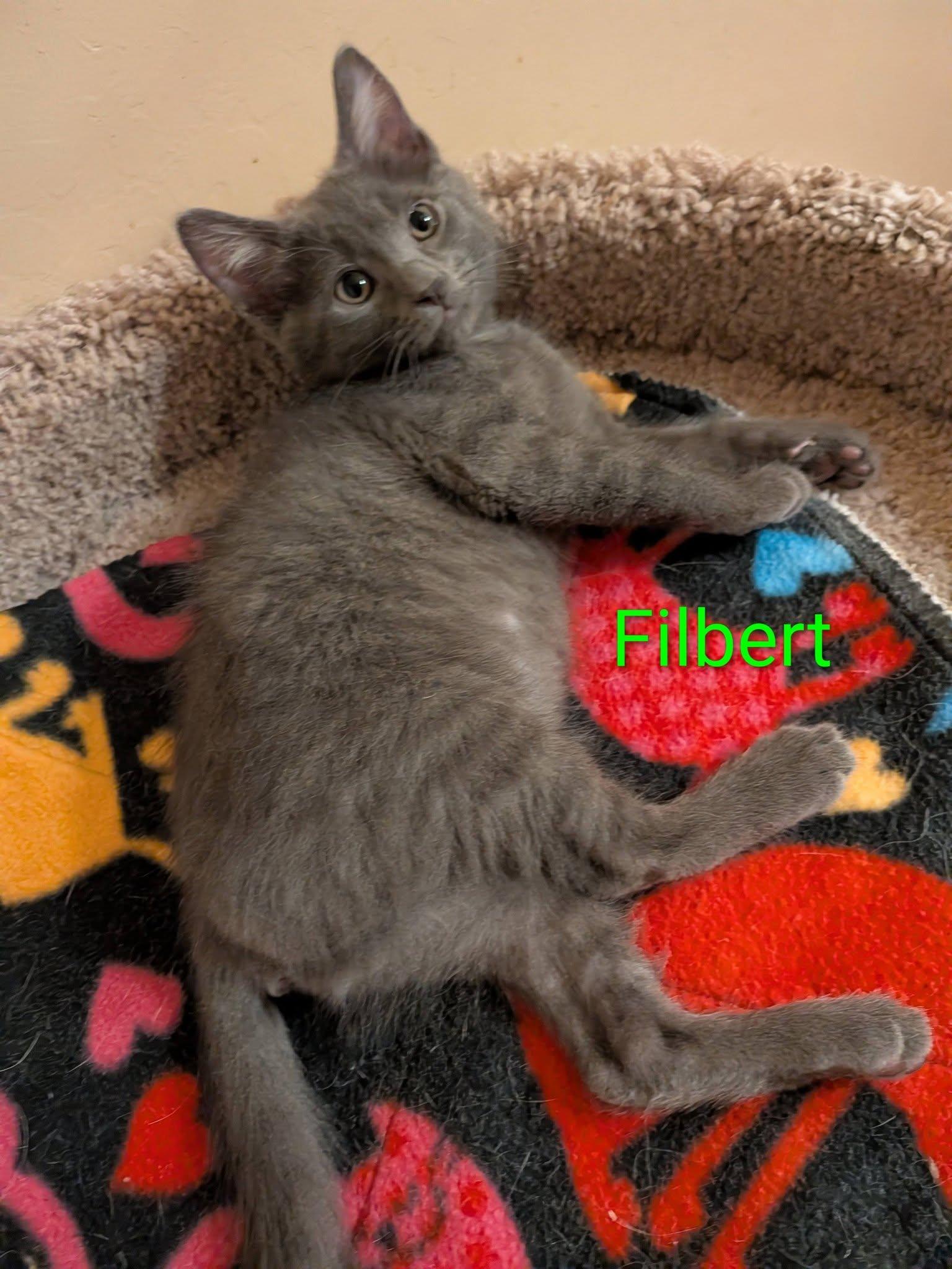 Filbert, an adopted Domestic Medium Hair in Queen Creek, AZ image 5/5
