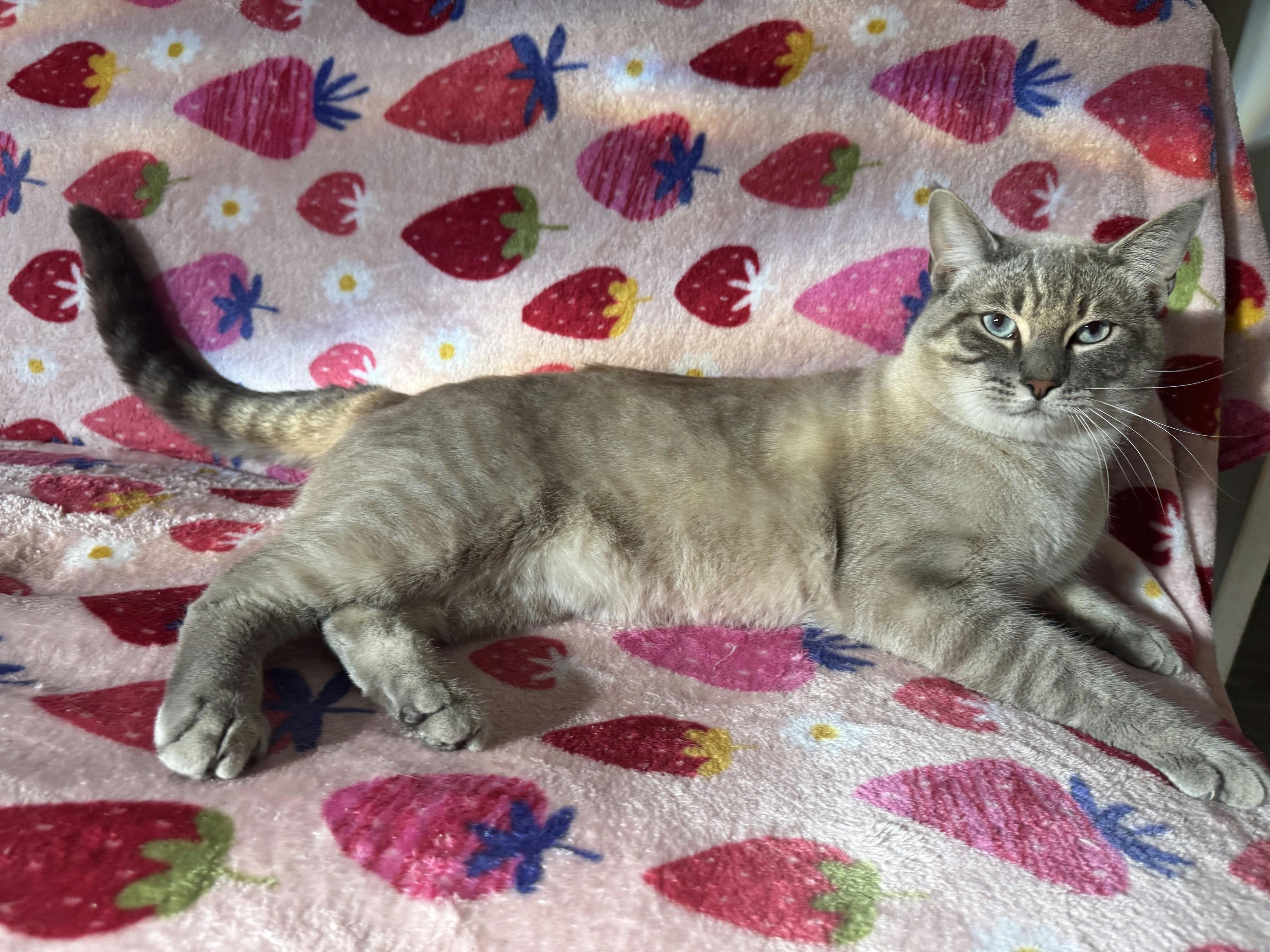 Enlarge Toasted Marshmellow, an adopted mixed breed in Houston, TX image 2/6