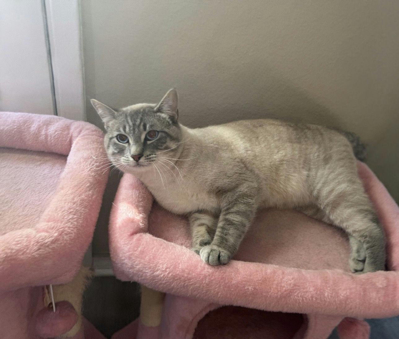 Enlarge Toasted Marshmellow, an adopted mixed breed in Houston, TX image 4/6