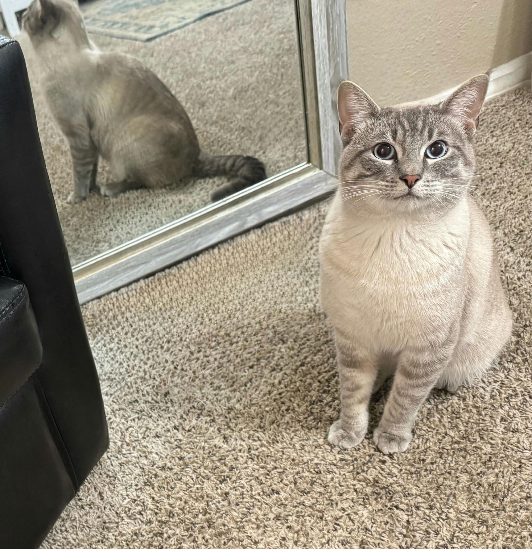 Enlarge Toasted Marshmellow, an adopted mixed breed in Houston, TX image 3/6