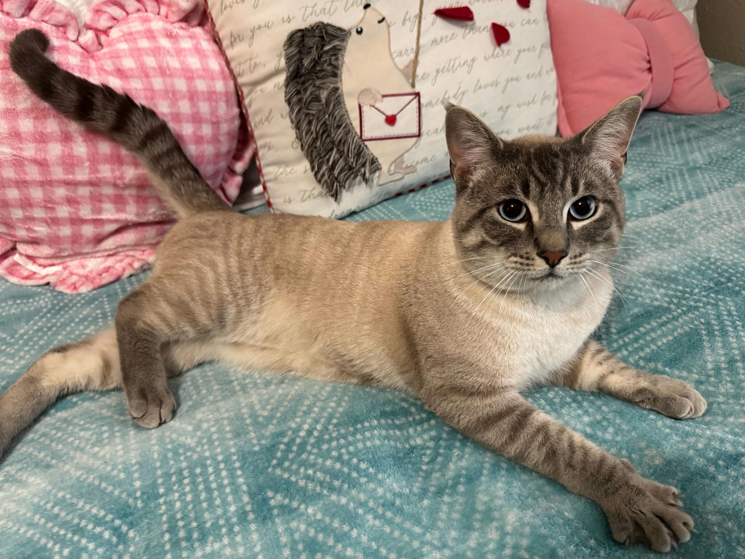 Toasted Marshmellow, adopted, Young Male Siamese.