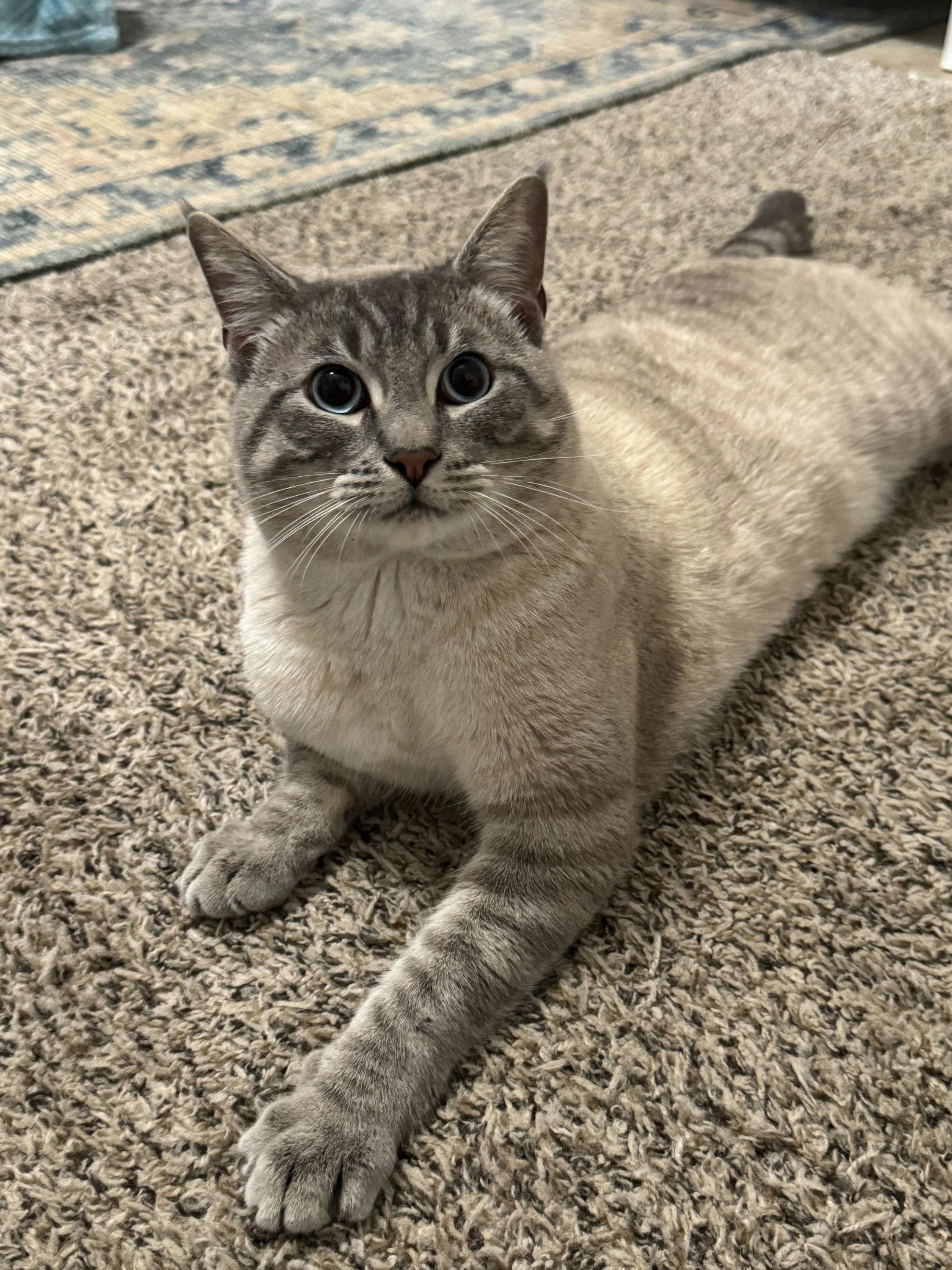 Enlarge Toasted Marshmellow, an adopted mixed breed in Houston, TX image 5/6