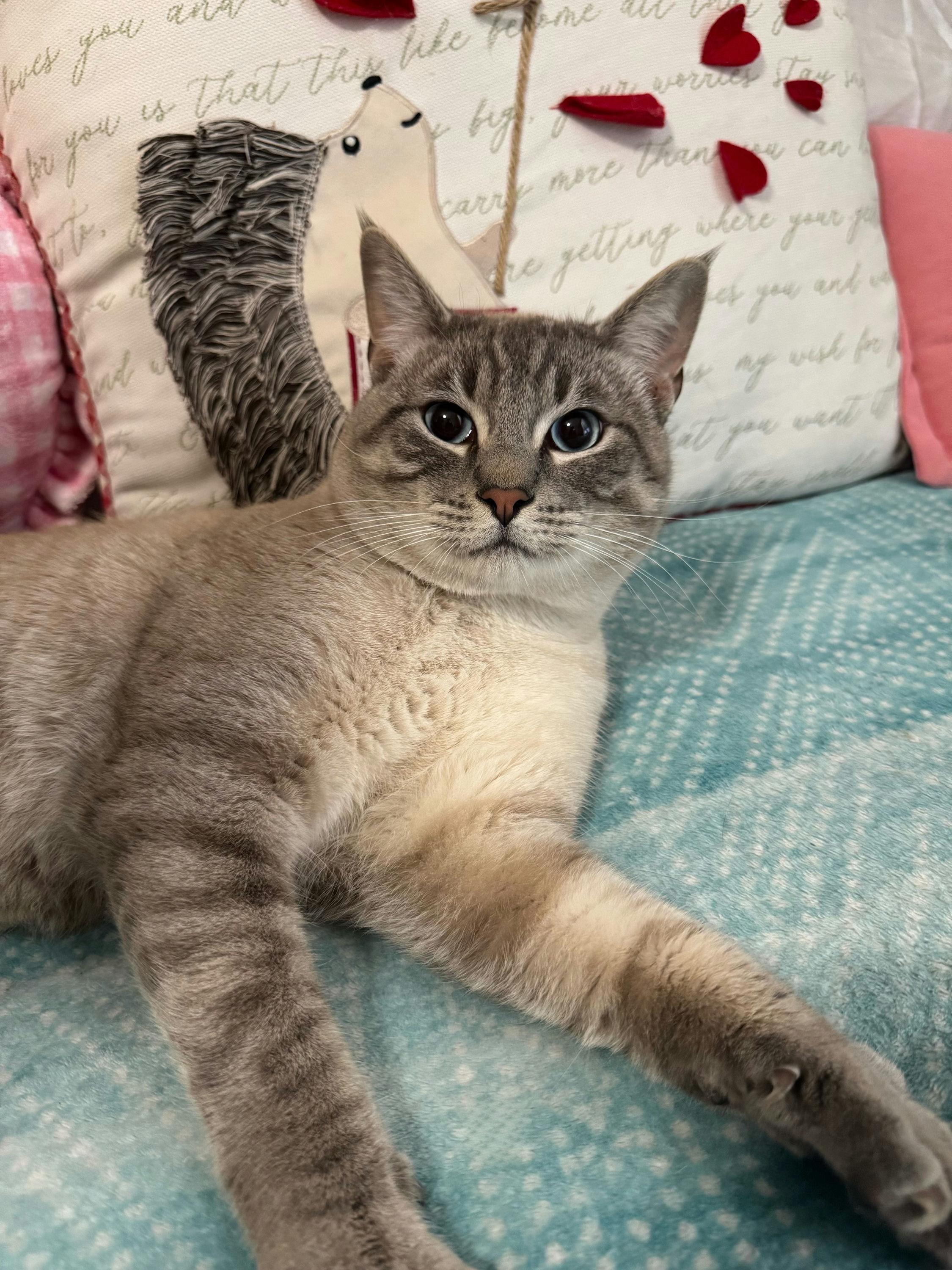 Enlarge Toasted Marshmellow, an adopted mixed breed in Houston, TX image 6/6