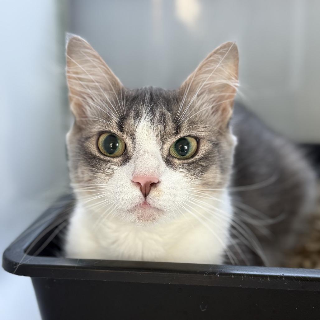 Enlarge Stormie, a Adoptable Domestic Medium Hair in Ridgely, MD image 1/6