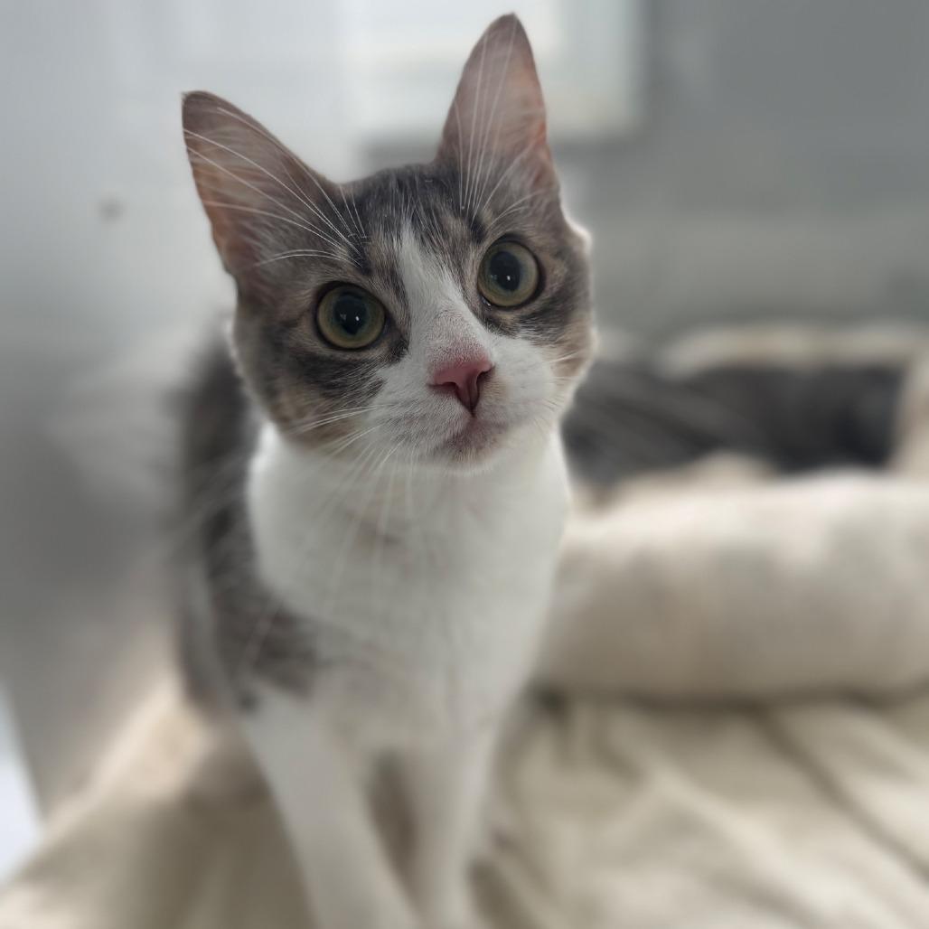 Enlarge Stormie, a Adoptable Domestic Medium Hair in Ridgely, MD image 2/6