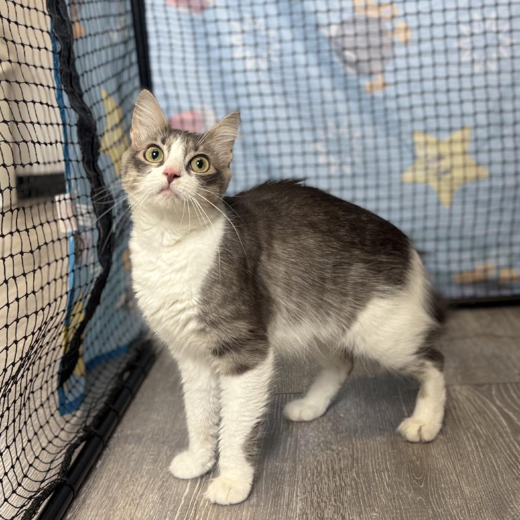 Enlarge Stormie, a Adoptable Domestic Medium Hair in Ridgely, MD image 3/6