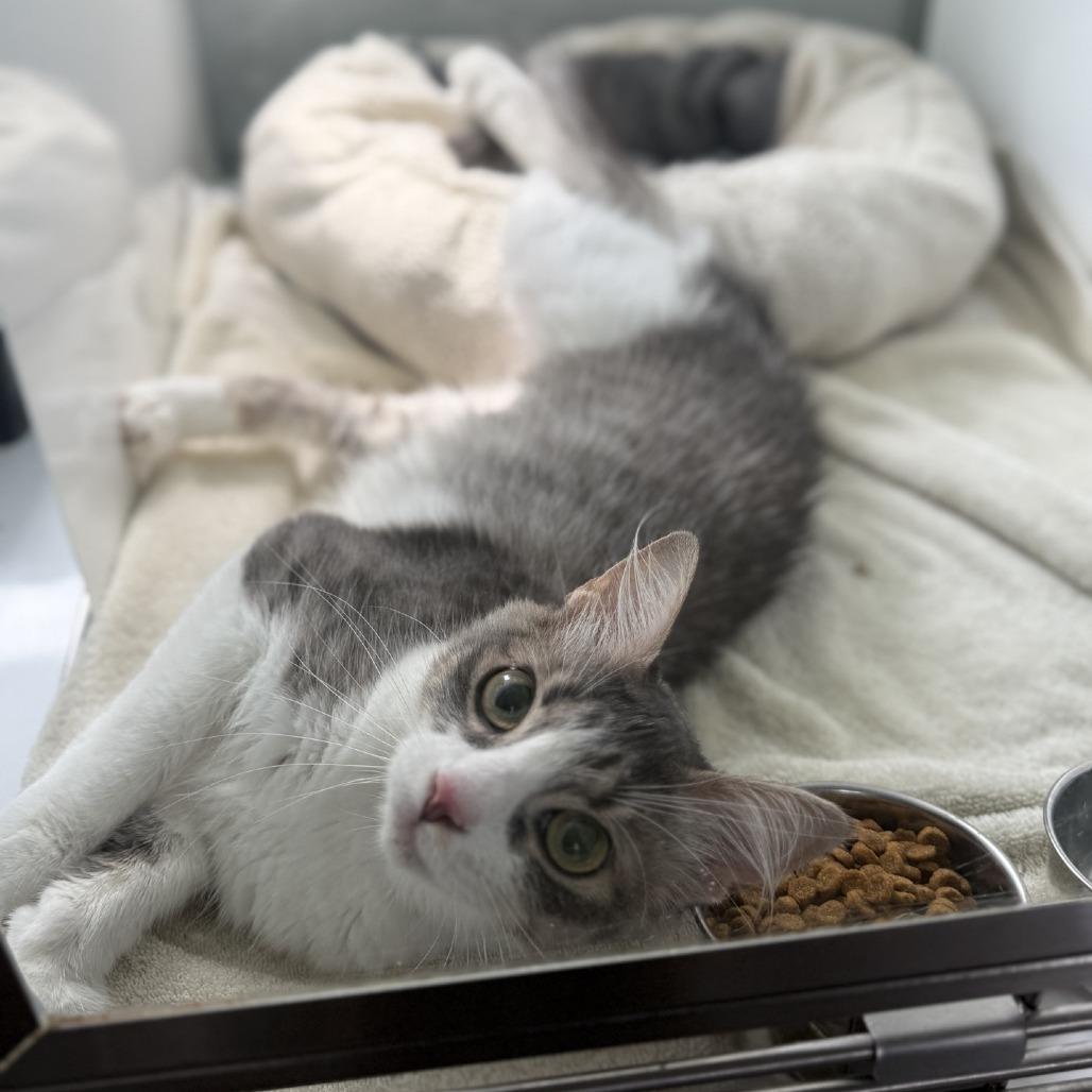 Enlarge Stormie, a Adoptable Domestic Medium Hair in Ridgely, MD image 4/6