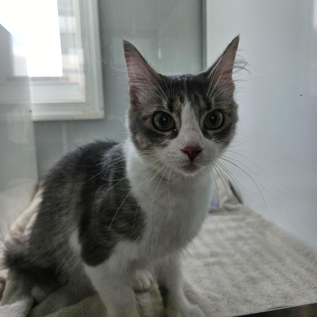 Enlarge Stormie, a Adoptable Domestic Medium Hair in Ridgely, MD image 5/6