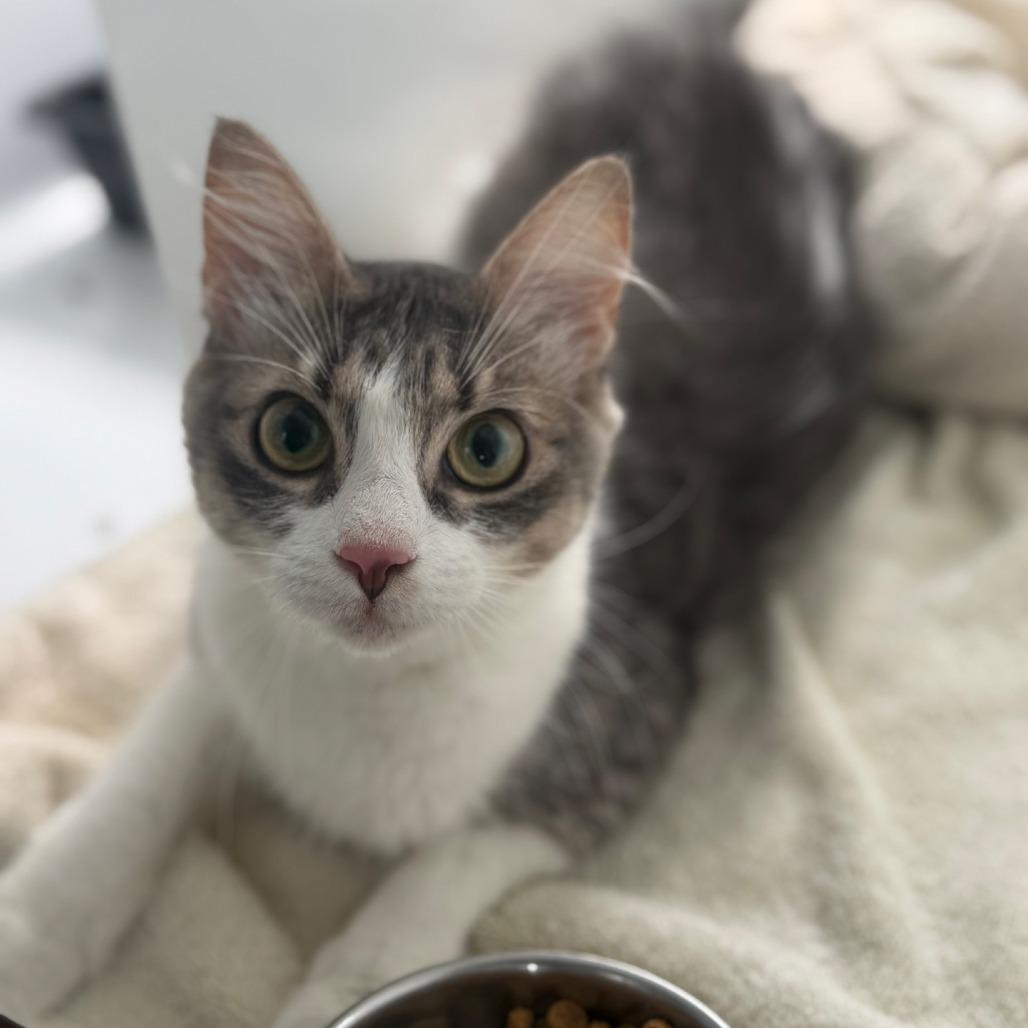 Enlarge Stormie, a Adoptable Domestic Medium Hair in Ridgely, MD image 6/6