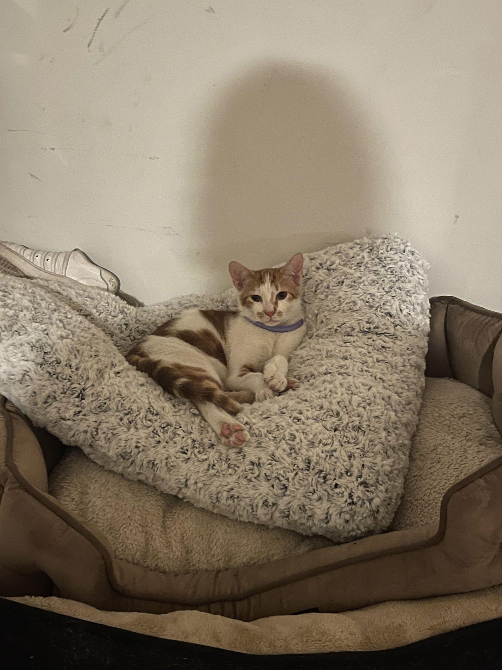 Jonah, Adoptable, Kitten Male Domestic Short Hair.