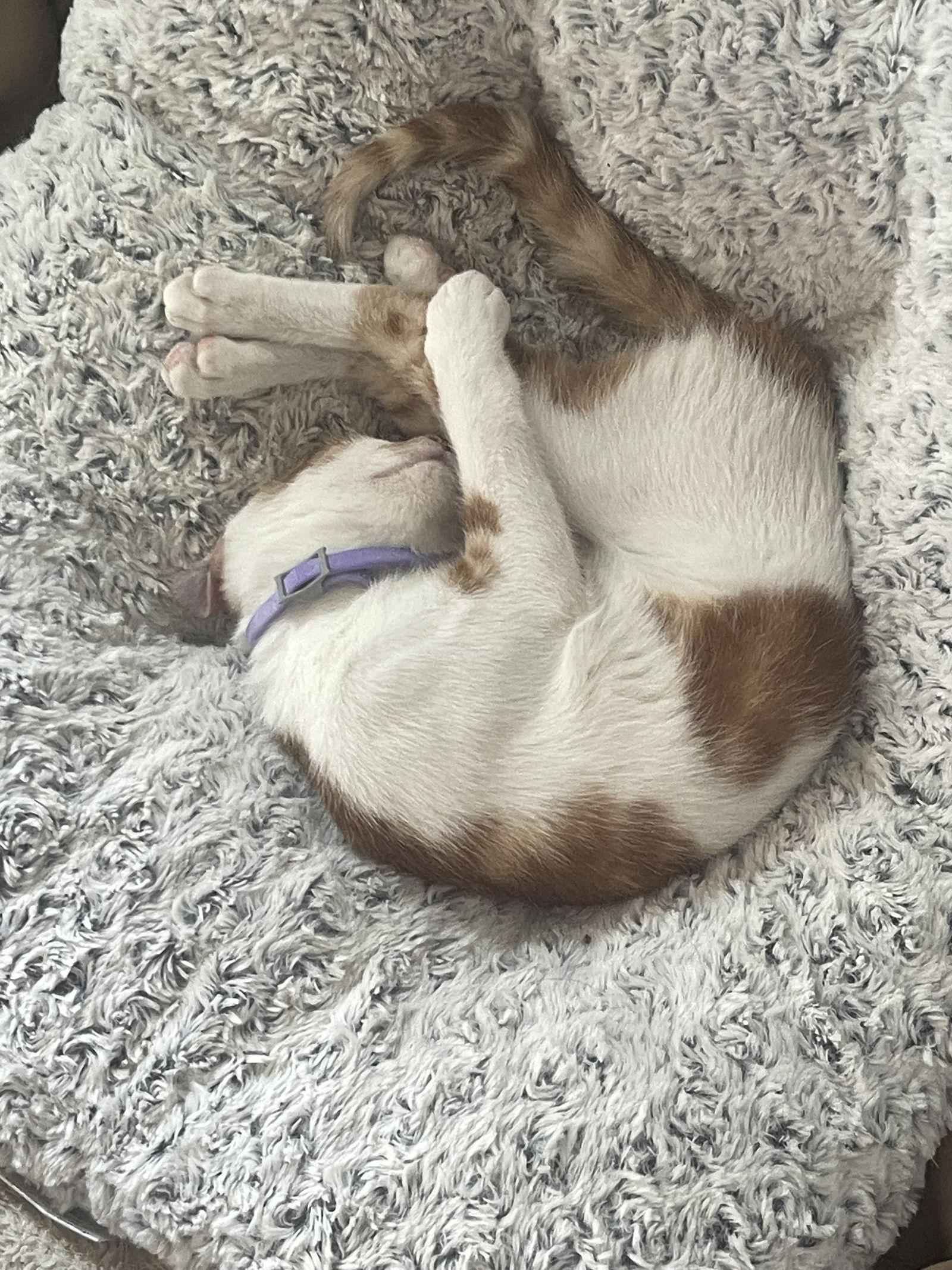 Enlarge Jonah, a Adoptable Domestic Short Hair in Mount Pleasant, SC image 2/3