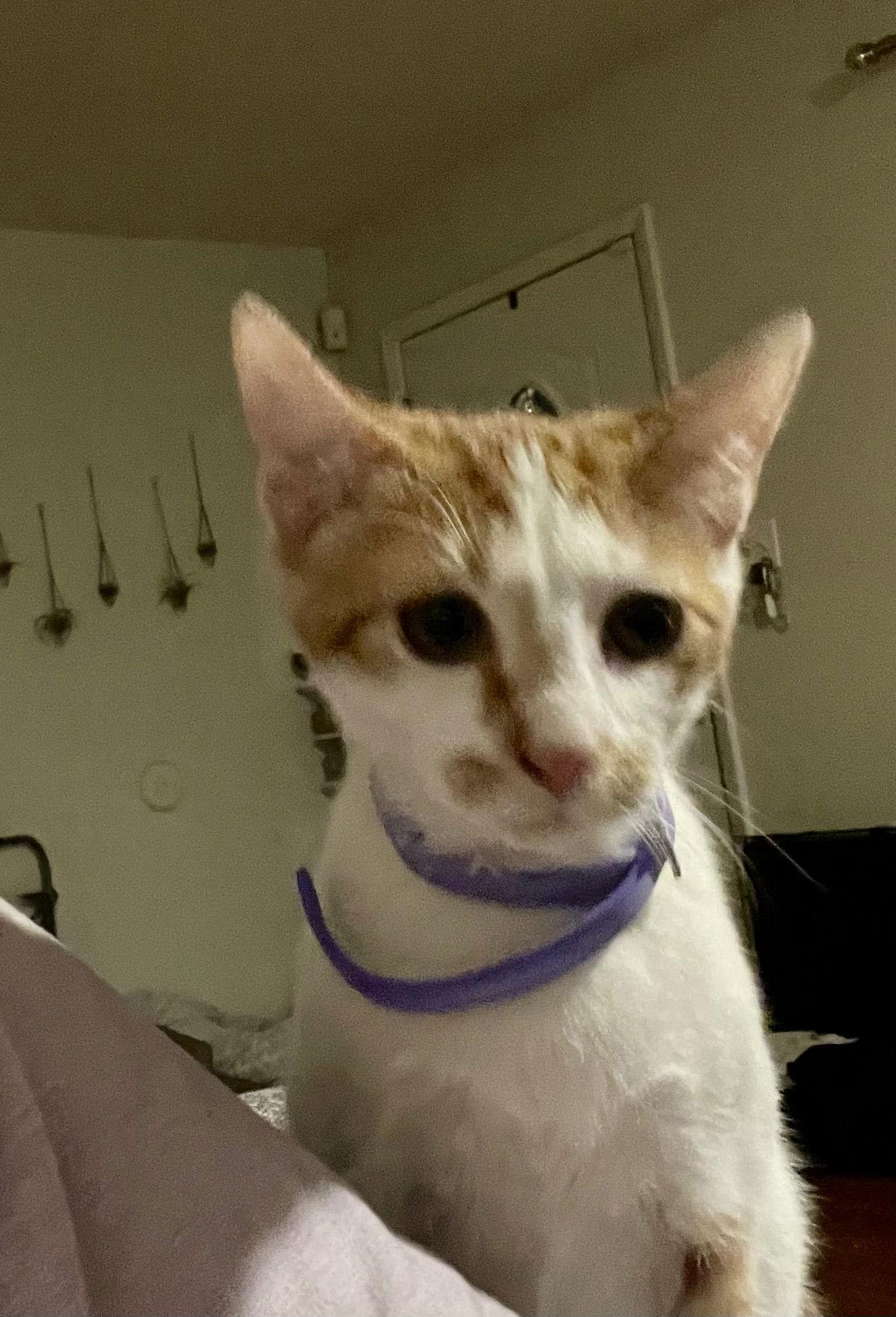 Enlarge Jonah, a Adoptable Domestic Short Hair in Mount Pleasant, SC image 3/3