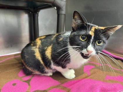 Petunia, Adoptable, Adult Female Domestic Short Hair & Domestic Short Hair.