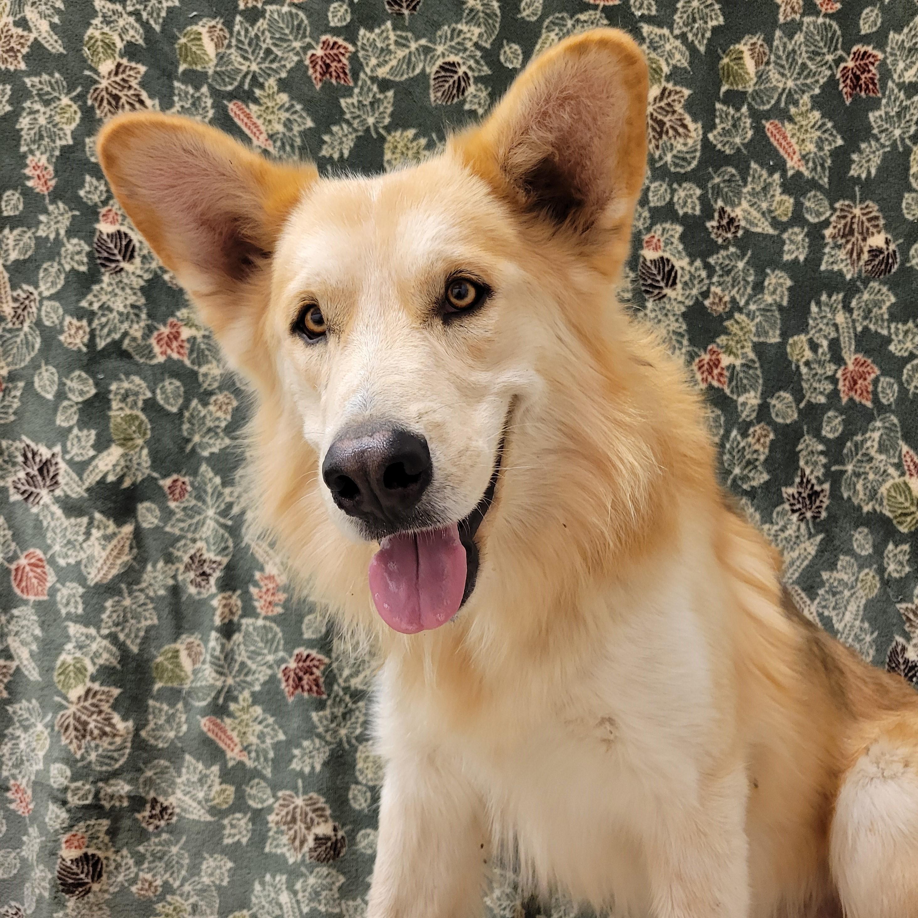 Enlarge Kilo, a Adoptable mixed breed in ALPINE, TX image 2/6