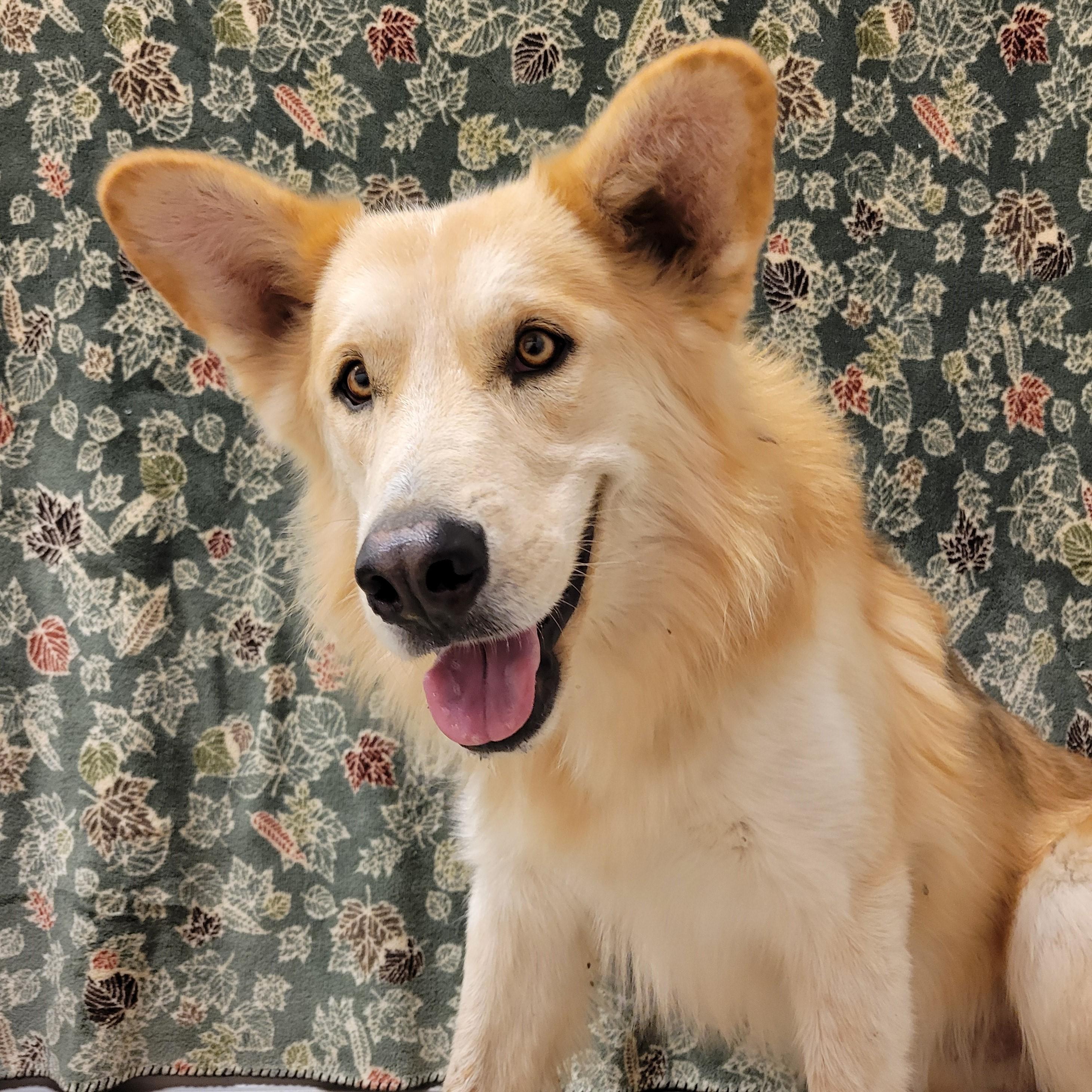 Enlarge Kilo, a Adoptable mixed breed in ALPINE, TX image 5/6