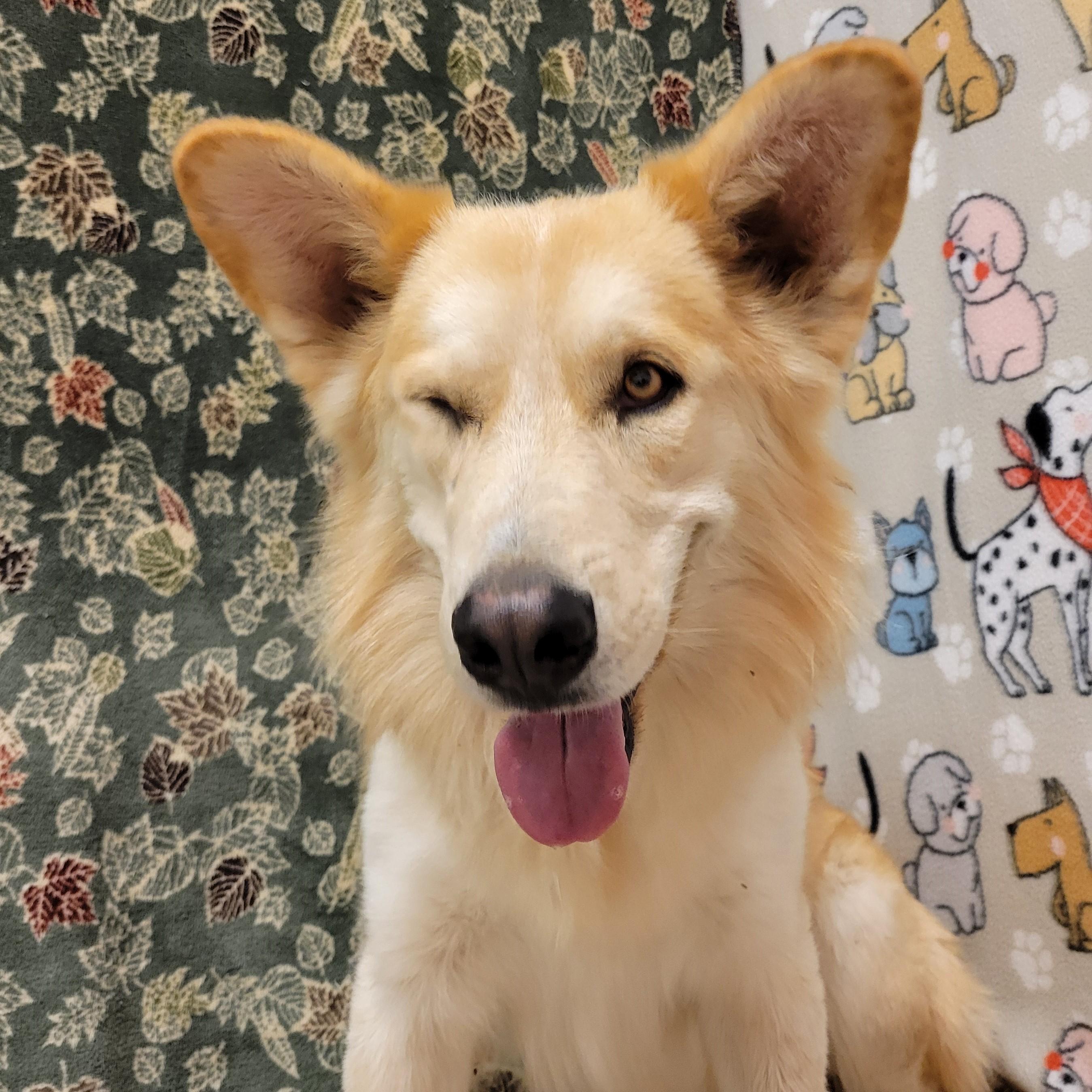 Kilo, Adoptable, Adult Male Husky & Shepherd.
