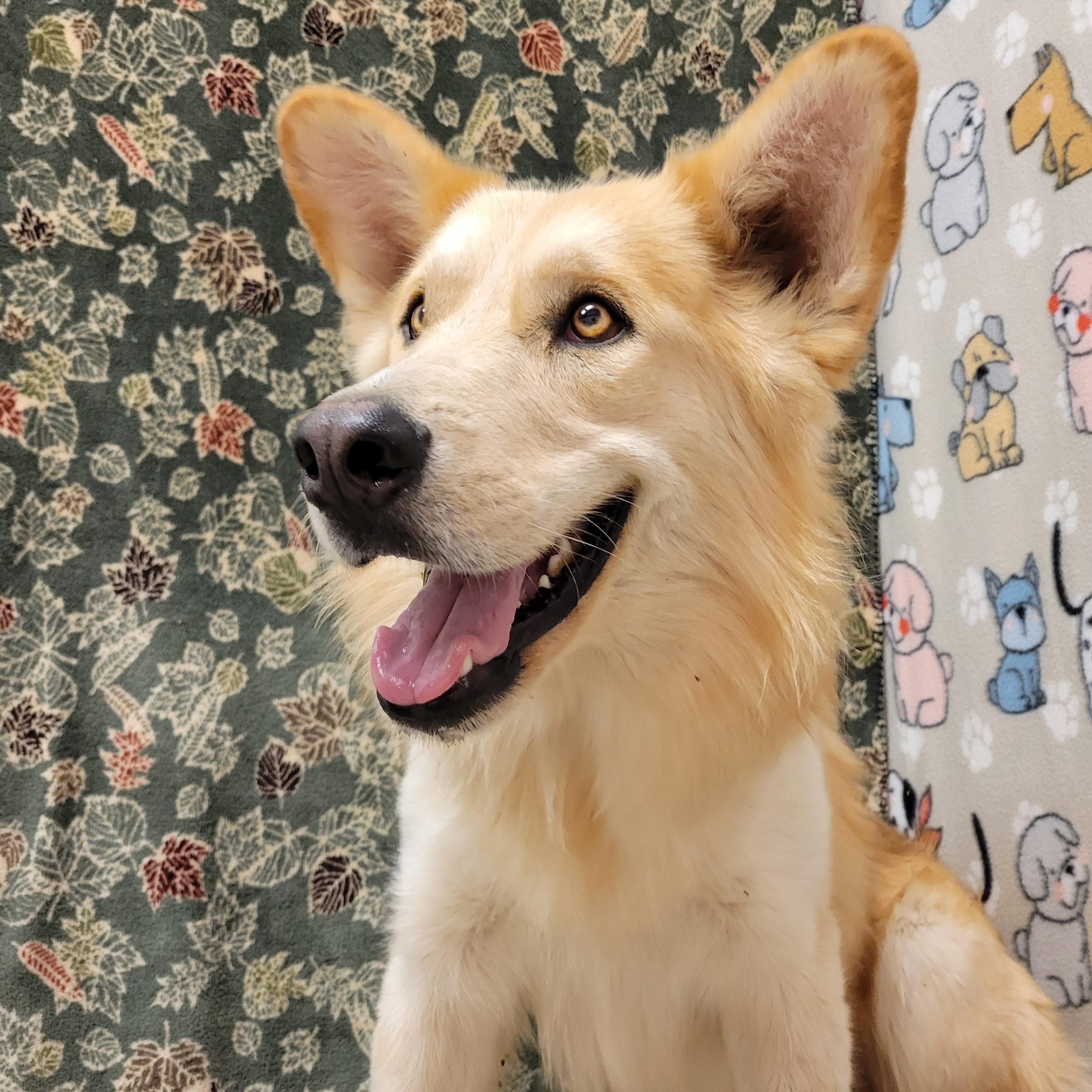 Enlarge Kilo, a Adoptable mixed breed in ALPINE, TX image 3/6