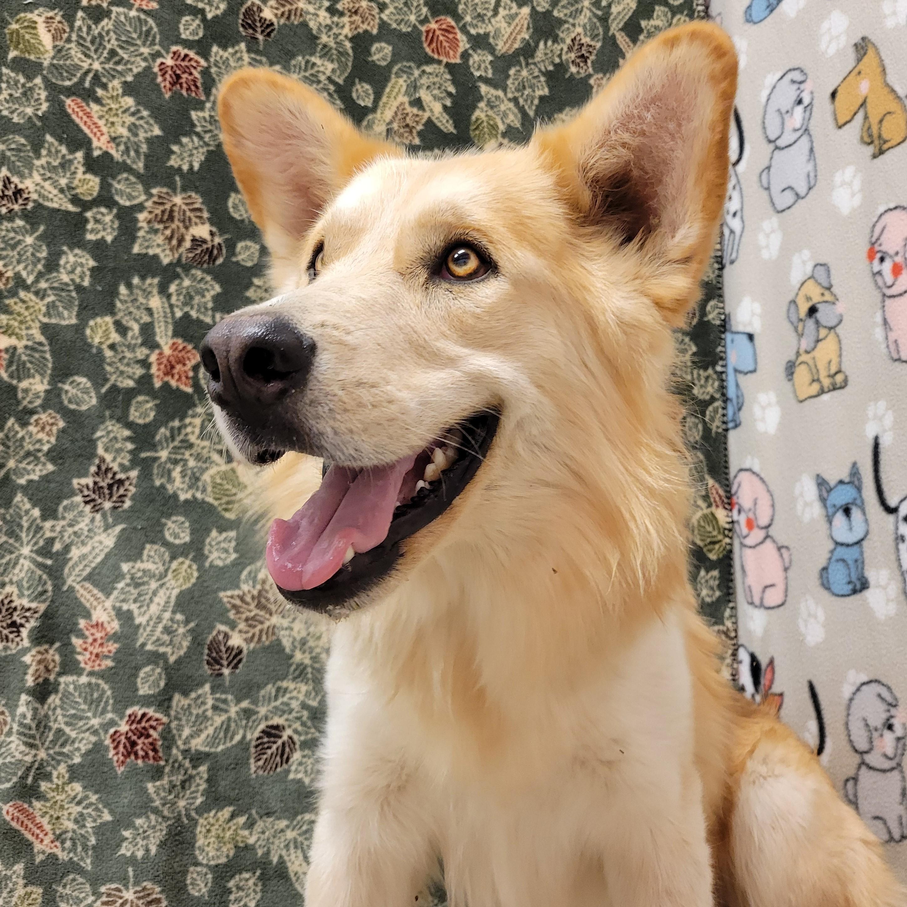 Enlarge Kilo, a Adoptable mixed breed in ALPINE, TX image 6/6