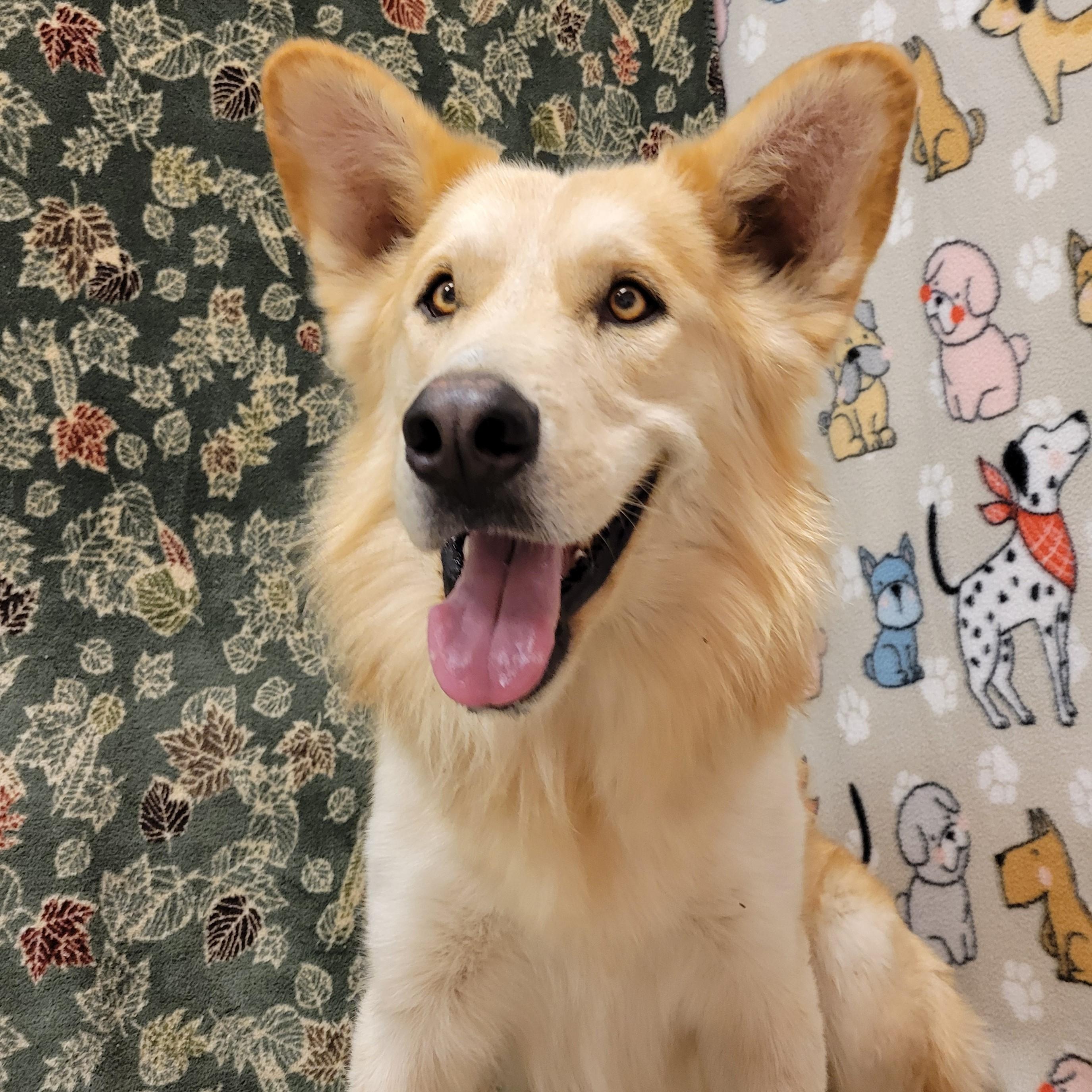 Enlarge Kilo, a Adoptable mixed breed in ALPINE, TX image 4/6
