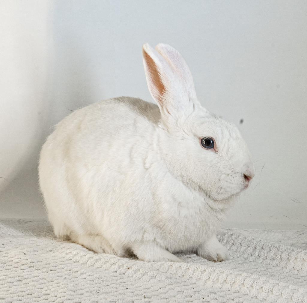 Enlarge Quincy, a Adoptable Bunny Rabbit in San Francisco, CA image 1/6
