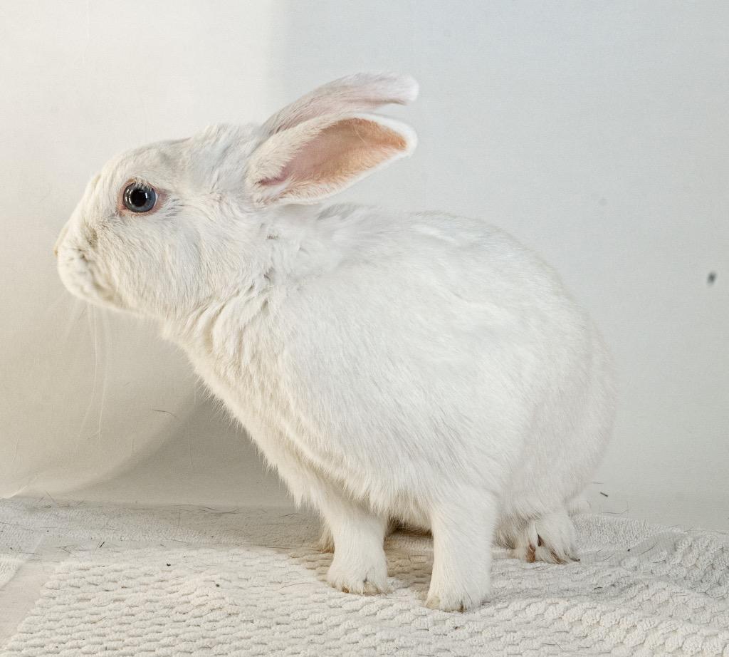 Enlarge Quincy, a Adoptable Bunny Rabbit in San Francisco, CA image 2/6