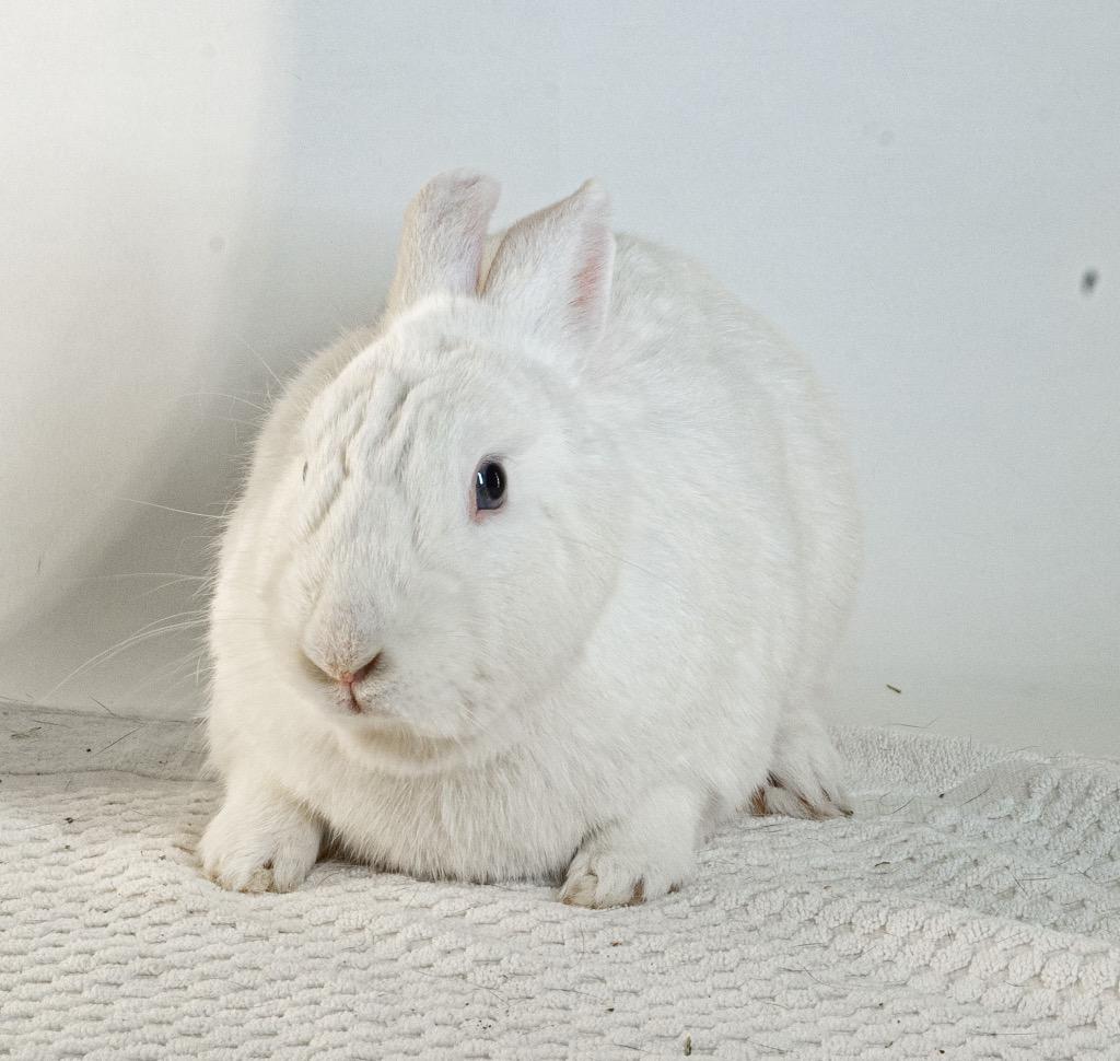 Enlarge Quincy, a Adoptable Bunny Rabbit in San Francisco, CA image 3/6