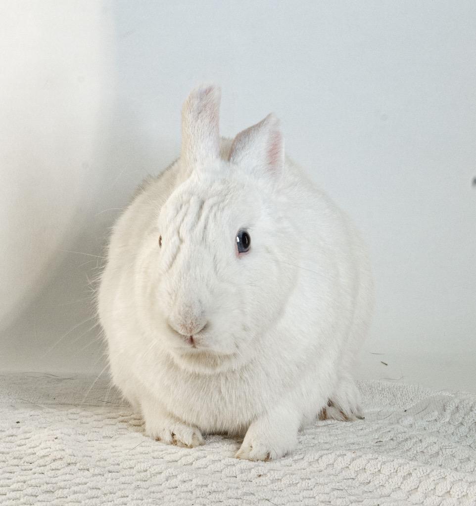 Enlarge Quincy, a Adoptable Bunny Rabbit in San Francisco, CA image 4/6