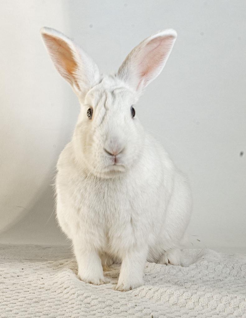 Enlarge Quincy, a Adoptable Bunny Rabbit in San Francisco, CA image 5/6