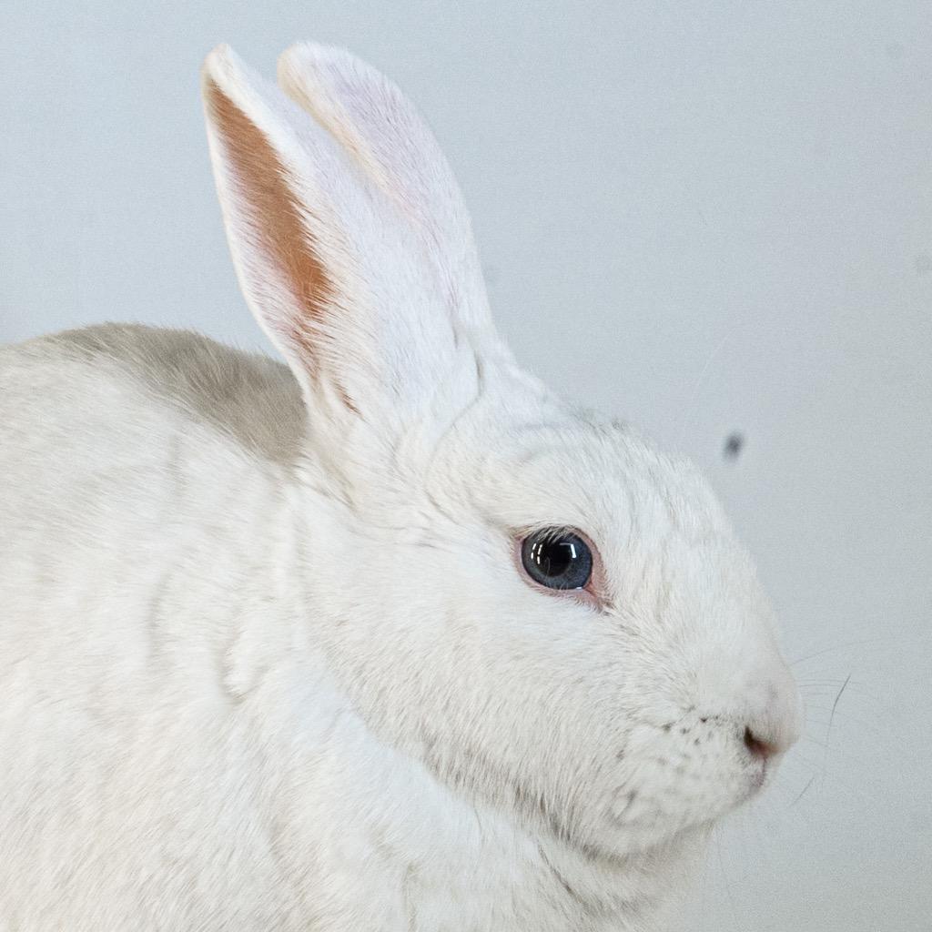 Enlarge Quincy, a Adoptable Bunny Rabbit in San Francisco, CA image 6/6