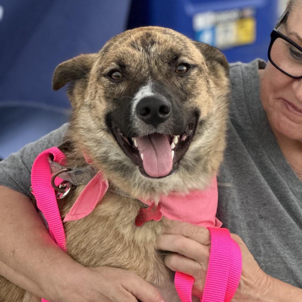 Quinnie, a Adoptable Mixed Breed in Olathe, KS image 1/6