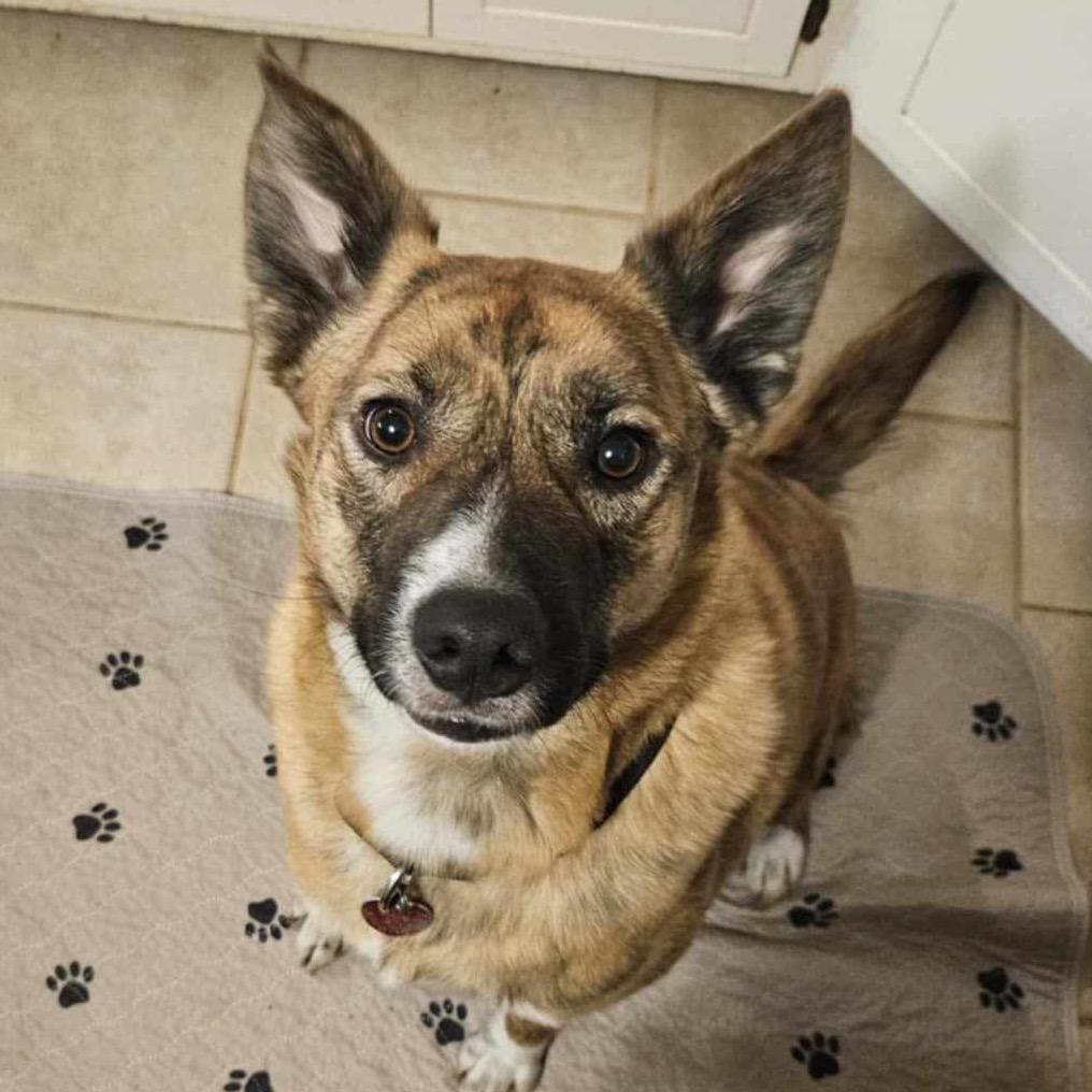 Quinnie, a Adoptable Mixed Breed in Olathe, KS image 2/6