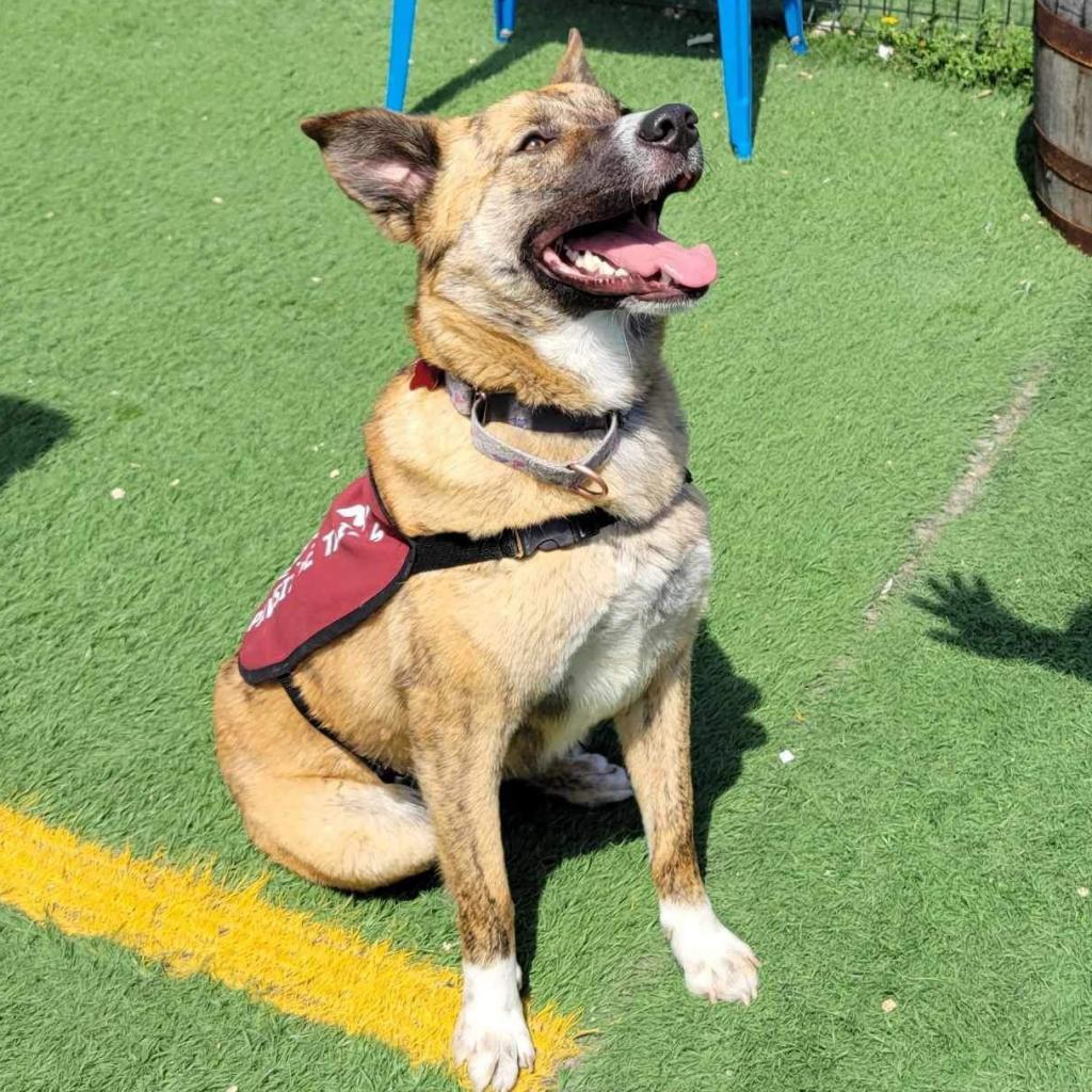 Quinnie, a Adoptable Mixed Breed in Olathe, KS image 3/6