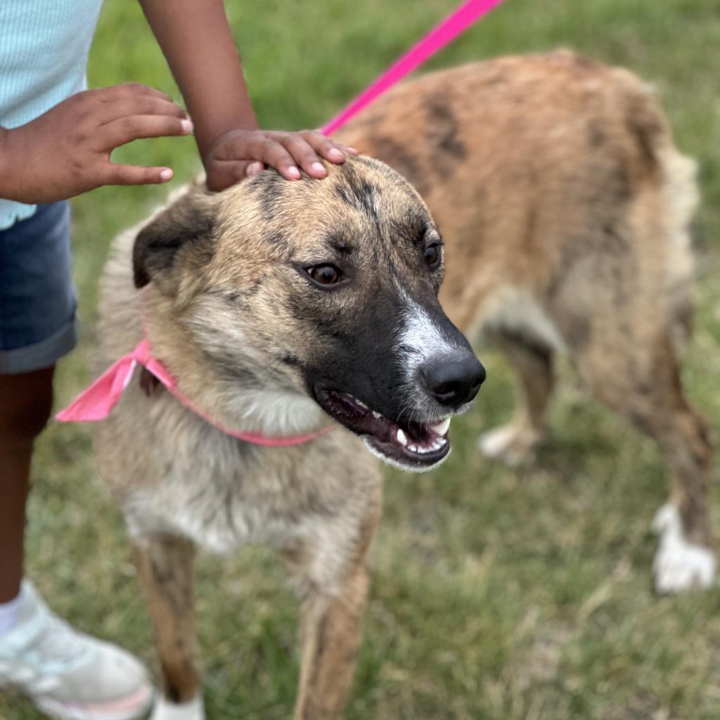 Quinnie, a Adoptable Mixed Breed in Olathe, KS image 4/6