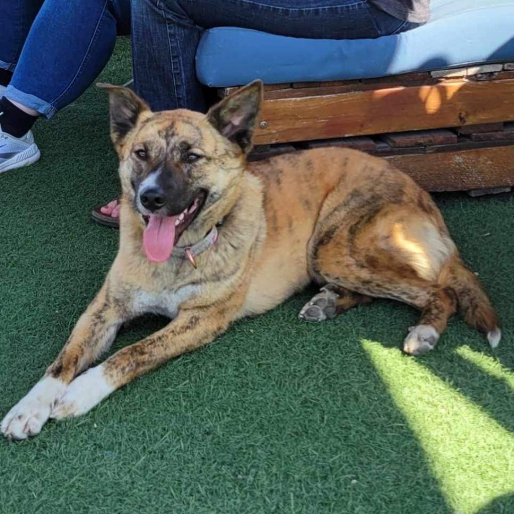 Quinnie, a Adoptable Mixed Breed in Olathe, KS image 5/6