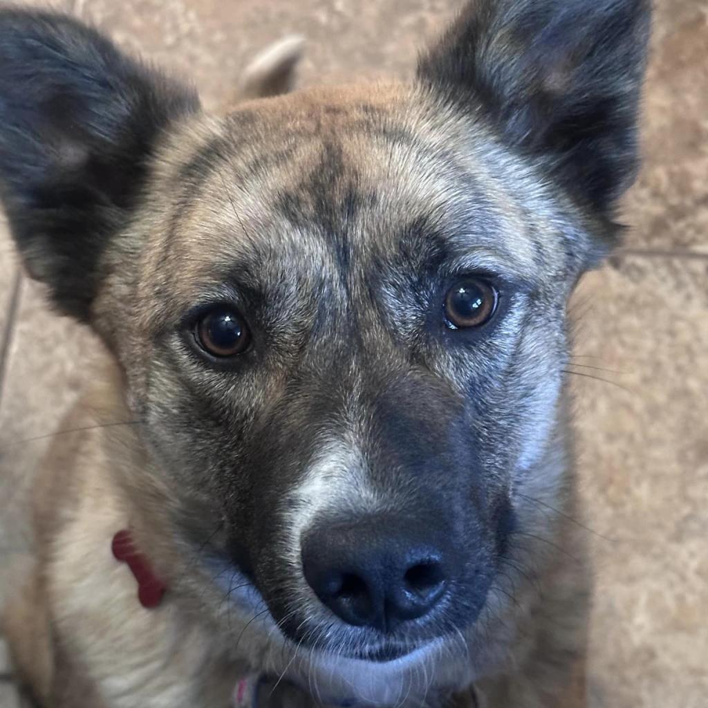 Quinnie, a Adoptable Mixed Breed in Olathe, KS image 6/6