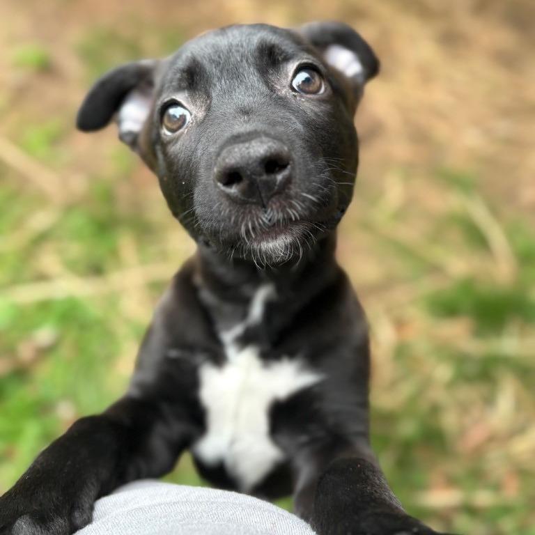 Champagne, Adoptable, Puppy Female Mixed Breed.