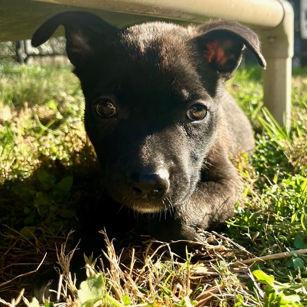 Enlarge Champagne, a Adoptable Mixed Breed in Winston Salem, NC image 2/6
