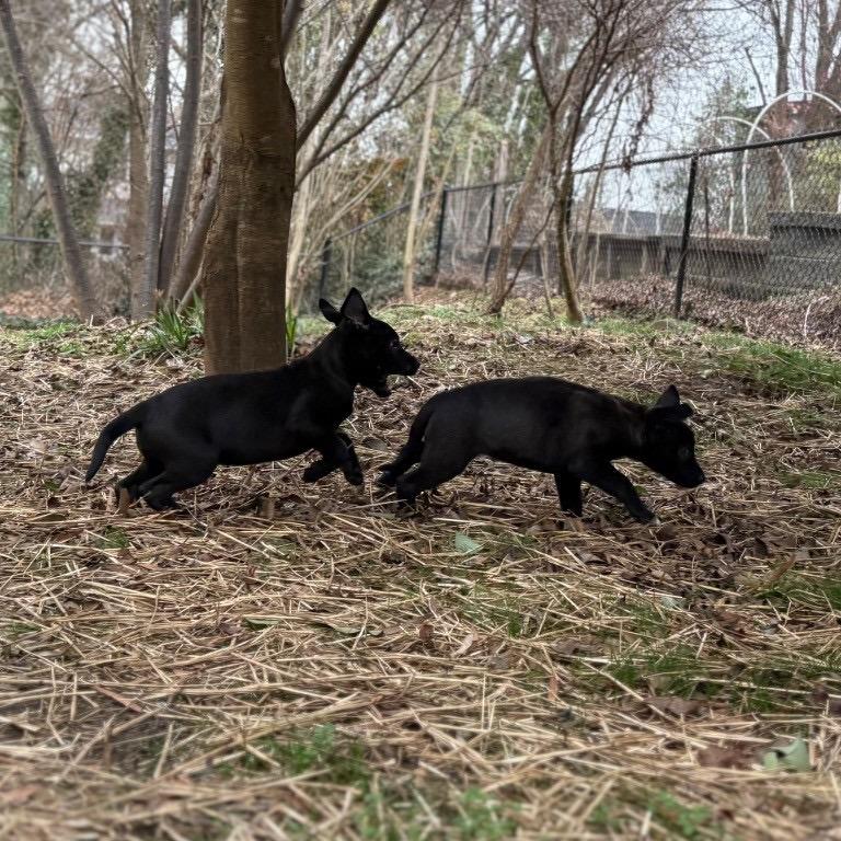 Champagne — thumbnail 3