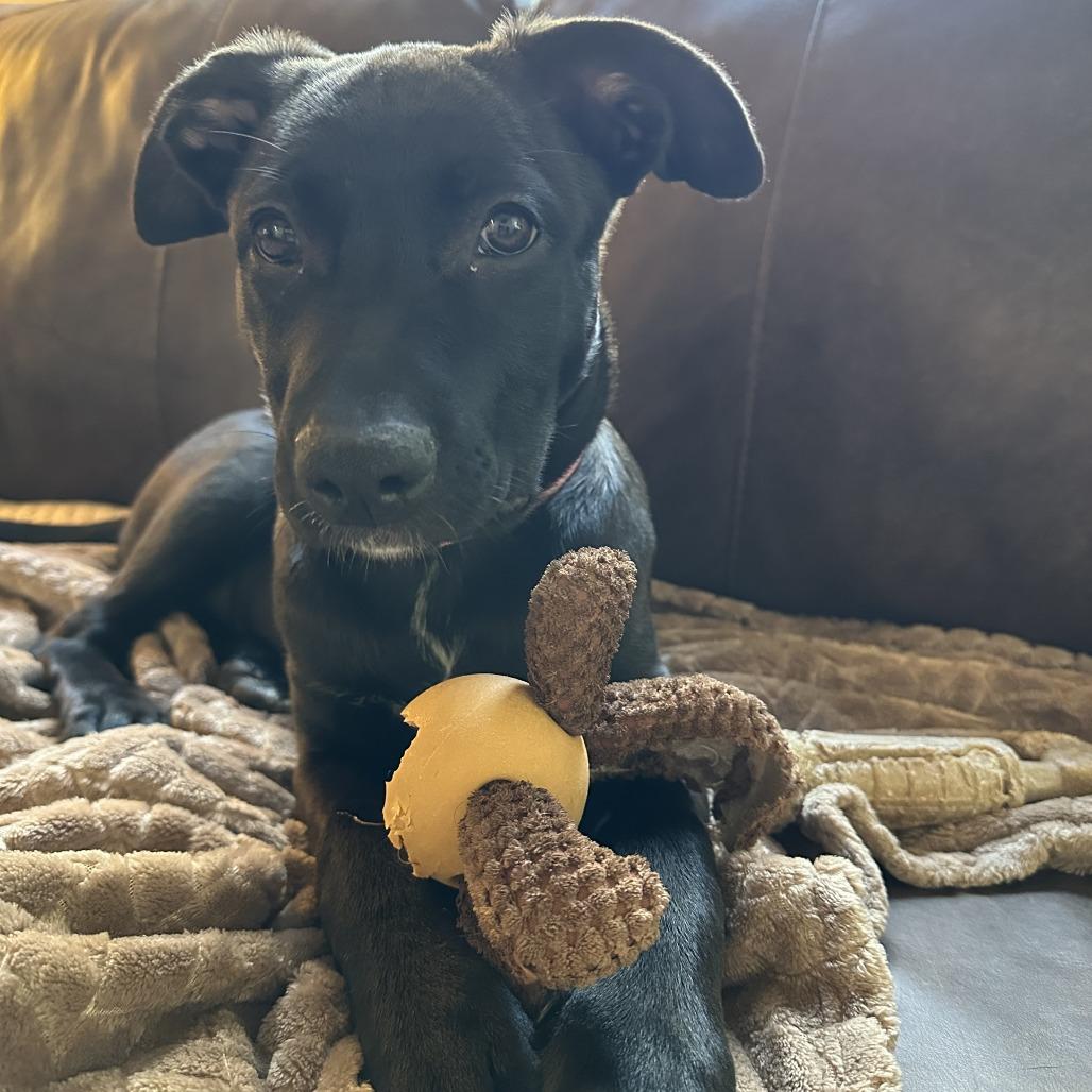 Enlarge Champagne, a Adoptable Mixed Breed in Winston Salem, NC image 4/6