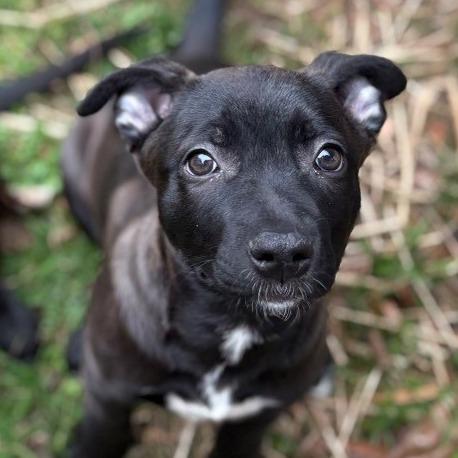 Enlarge Champagne, a Adoptable Mixed Breed in Winston Salem, NC image 5/6