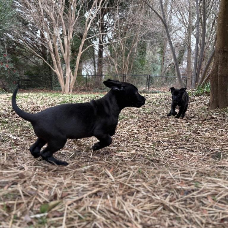 Enlarge Champagne, a Adoptable Mixed Breed in Winston Salem, NC image 6/6