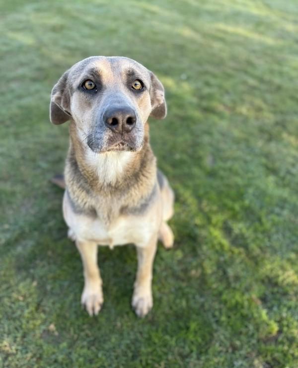 Enlarge Autumn, a Adoptable mixed breed in Tulare, CA image 1/6