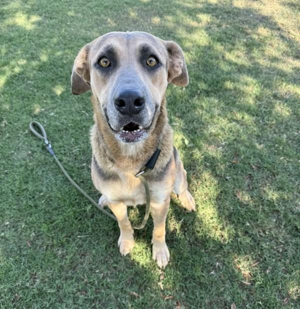 Enlarge Autumn, a Adoptable mixed breed in Tulare, CA image 3/6