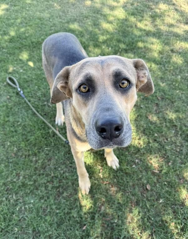 Enlarge Autumn, a Adoptable mixed breed in Tulare, CA image 4/6