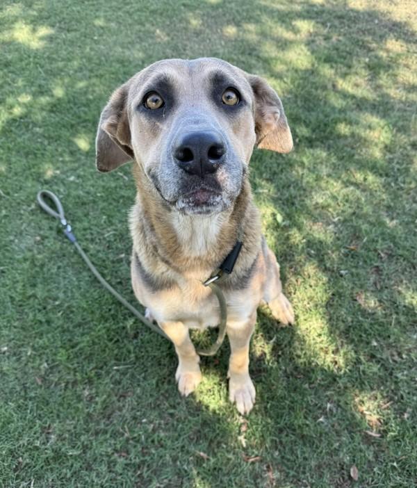 Enlarge Autumn, a Adoptable mixed breed in Tulare, CA image 5/6